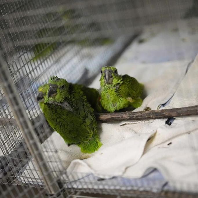Chirping sounds lead airport officials to bag filled with smuggled parrot eggs